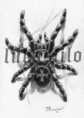 /album/krezby-postav/tarantula-jpg/
